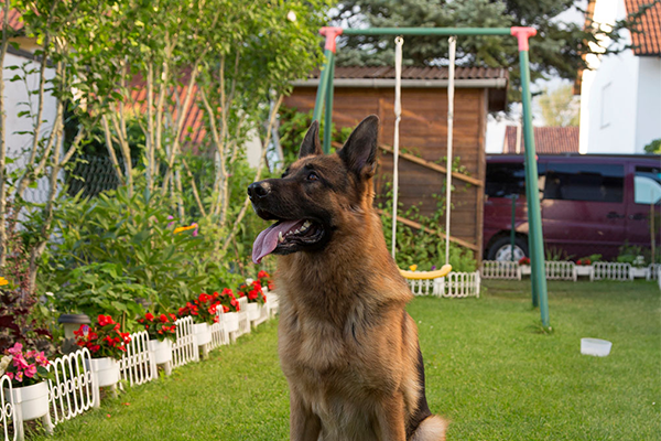 A Dog to Watch out for Garden