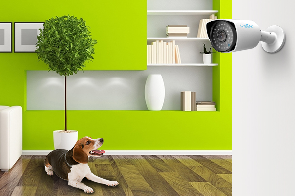 Security Camera Systems to Monitor Your Pet