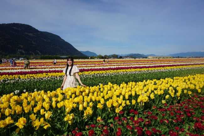 Vibrant tulip fields in Abbotsford, British Columbia, with colorful spring blooms and scenic mountains.