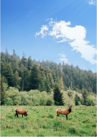 Wildtiere beobachten
