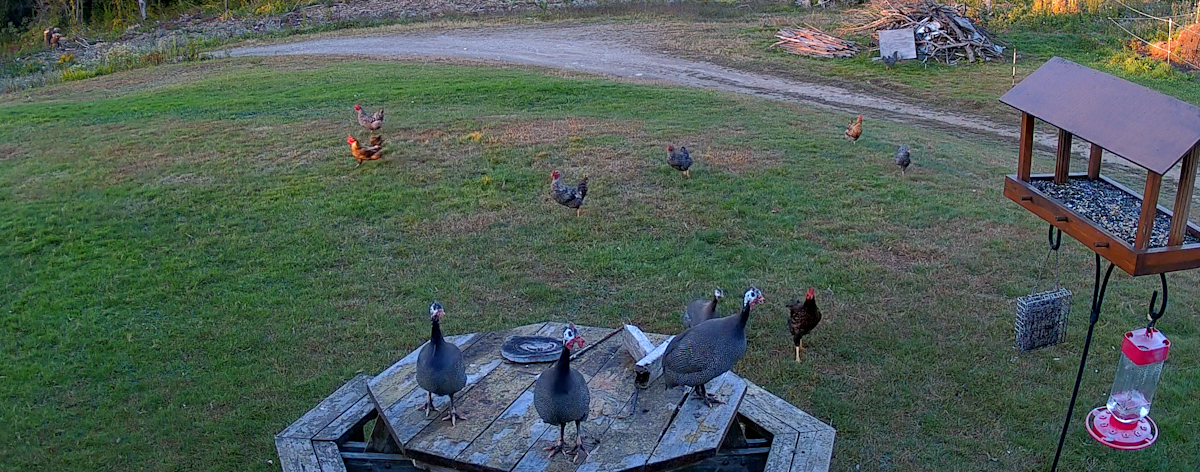 Argus Pt 2k 4mpワイヤレスパントチルト 人体 車両検知機能付きバッテリー式防犯カメラ Argus Pt 2k 4mpワイヤレスパントチルト 人体 車両検知機能付きバッテリー式防犯カメラ