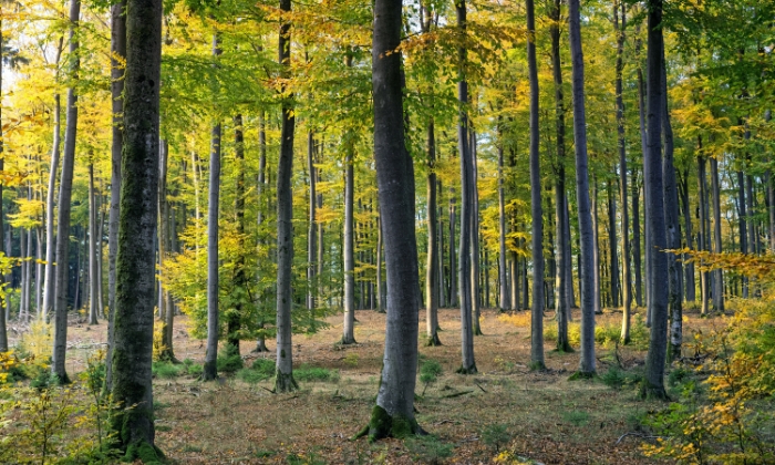 KEEN Ranger PT – Official Website | 4G Trail Camera Pan & Tilt ...