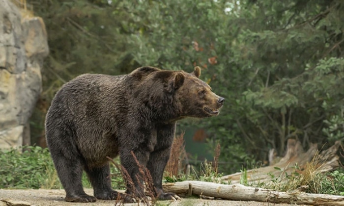 KEEN Ranger PT – Official Website | 4G Trail Camera Pan & Tilt | Official