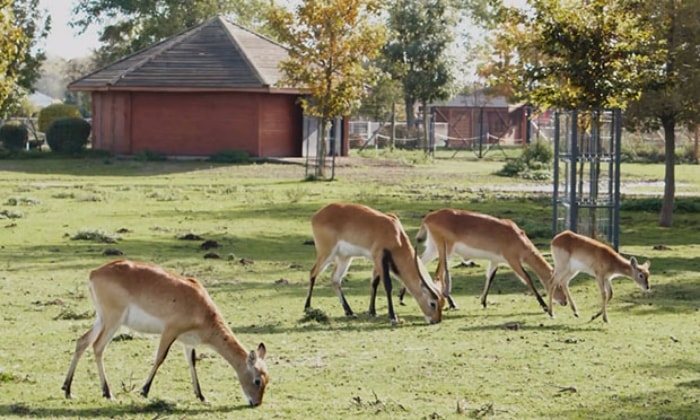 KEEN Ranger PT – Official Website | 4G Trail Camera Pan & Tilt | Official