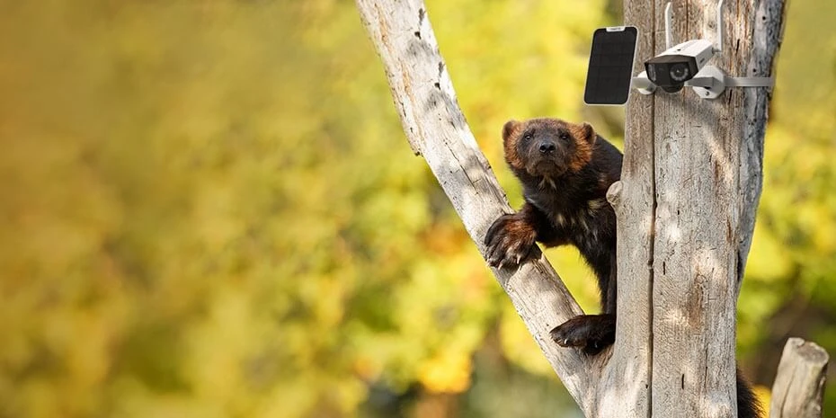 Reolink Go 4G Security Camera Helps Observe Wild Lives