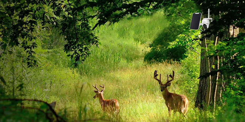 Smart Pan Tilt 4G Wire-Free IP Camera for Wildlife Studies