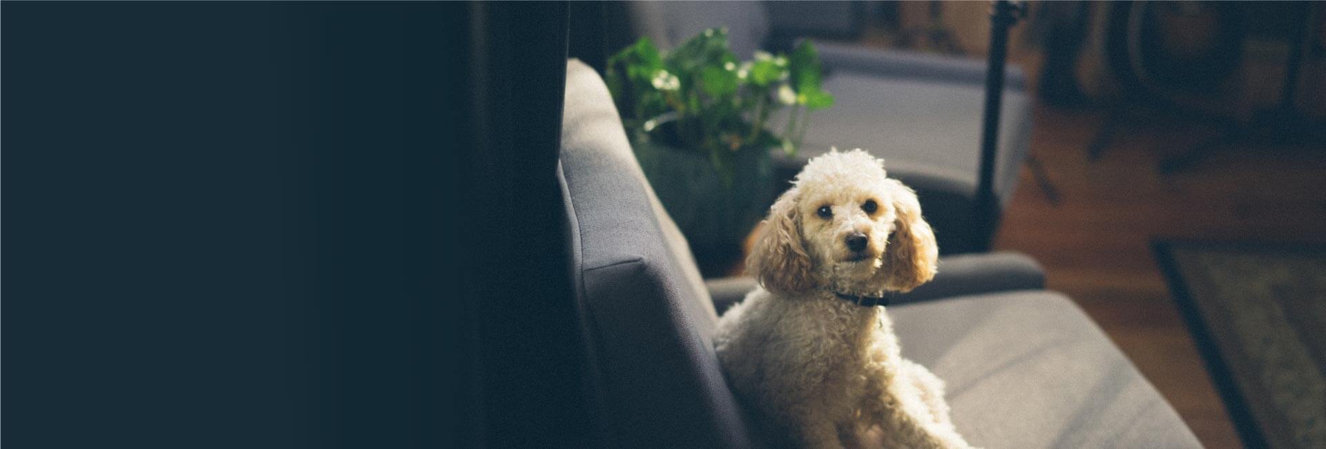 Reolink KEEN Ranger PT - 4G Wire-Free Pan Tilt Trail Camera | Reolink ...