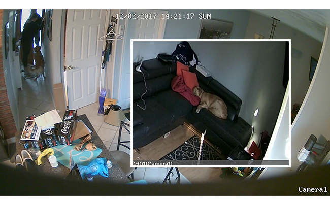 Reolink Camera Captures Dogs