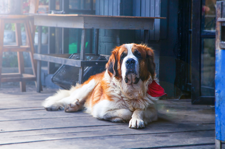 Will Your Dog Protect Your Home Hit All Details with Shocking Videos 