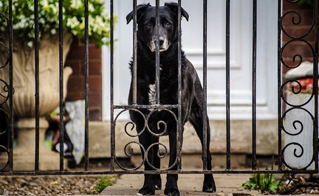 Guard Dog for Empty Nester