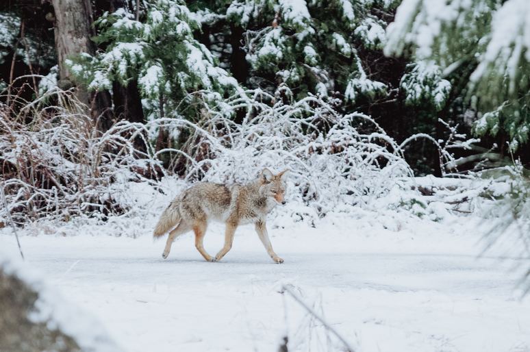 Top 17 Tips to Protect Dogs from Coyotes & Make Your Home Coyote-Proof