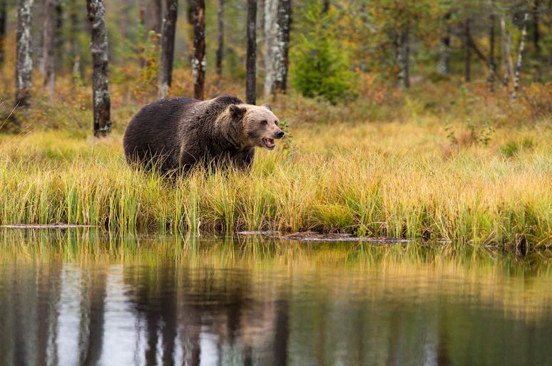 How to Survive a Bear Encounter & Attack: Top 9 Life-Saving Methods