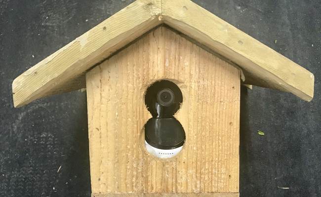Birdhouse Hidden Camera
