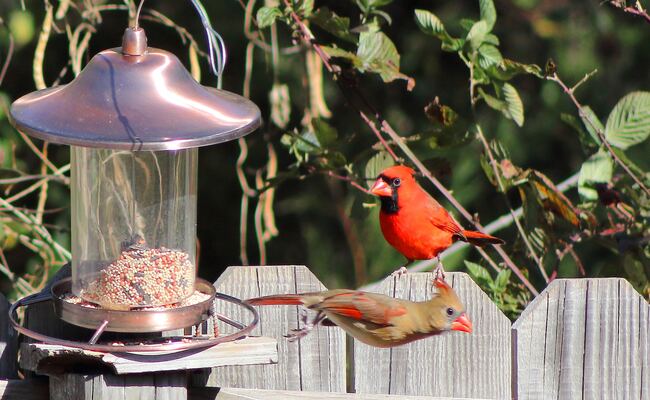 Cameras for Bird Watching: Must-Have Gadgets for Birding at Your Garden