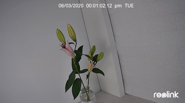 Blooming Time Lapse