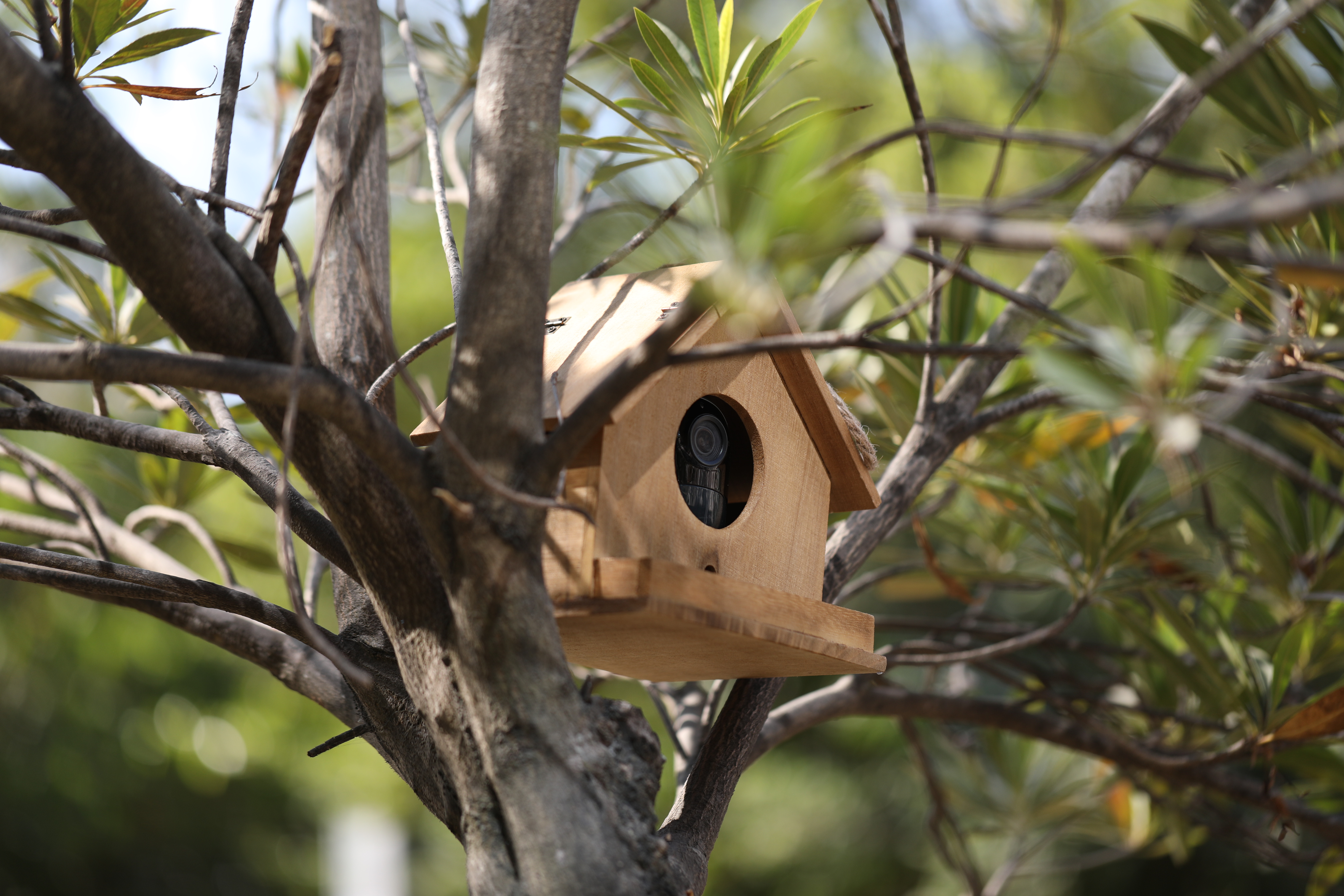 Battery Powered Security Cameras in Birdhouse