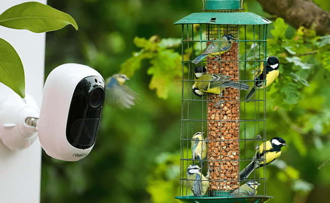 Ultimate Guide: 3 Ways To Set Up Your Own Bird Feeder Camera in 2022