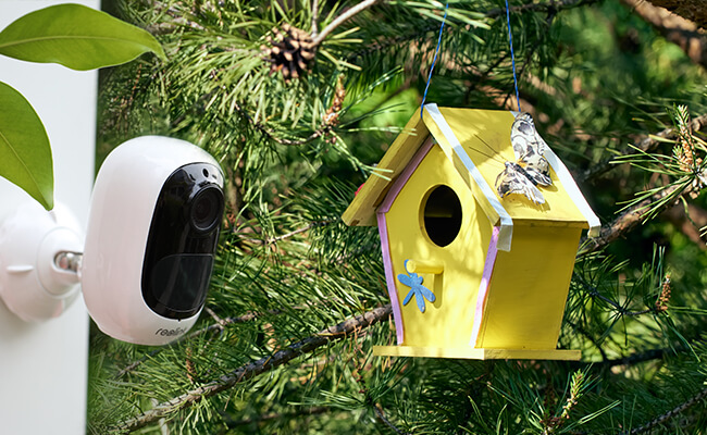 How to Set up a Perfect Bird Nest Cam