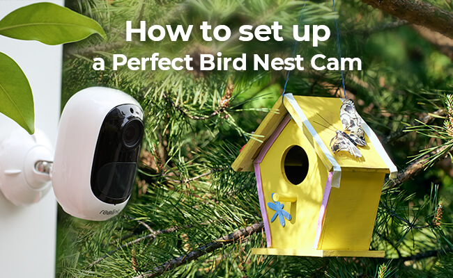How to Set up a Perfect Bird Nest Cam in 2021-feature 