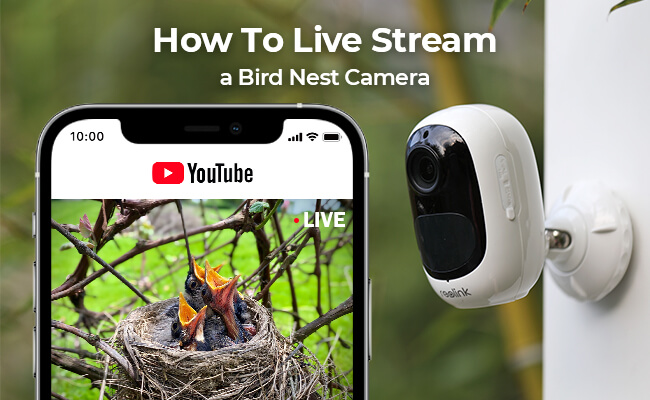 how to live stream a bird nest camera