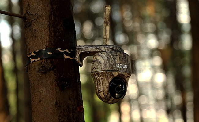 camouflage color trail camera mounted on a tree by a strap