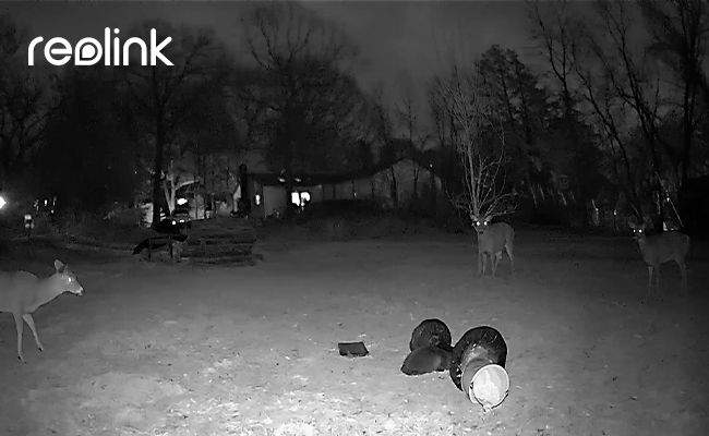 The photo shows a wildlife camera capture the image of deers in a night vision mode