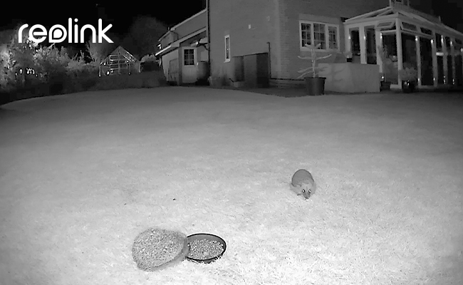 trail camera uses Infrared Light to capture small animals in the garden at night