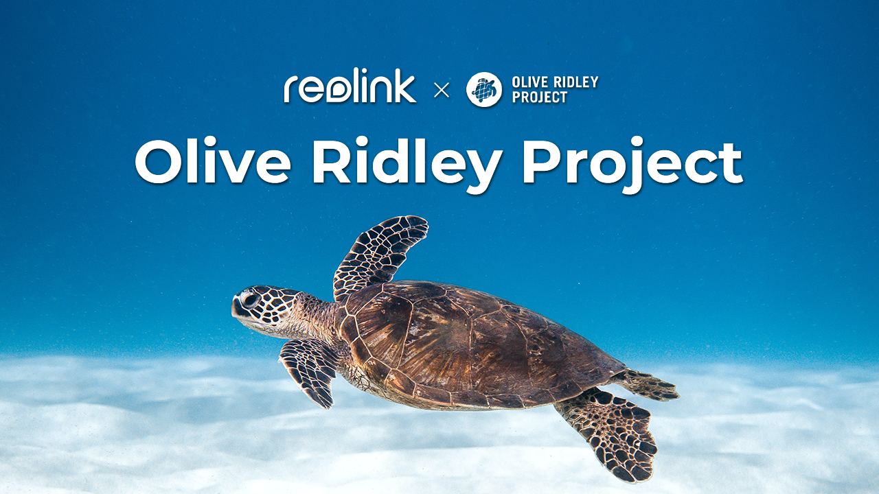 Reolink x Olive Ridley Project in sea turtle conservation