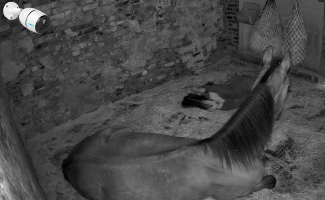 security camera with night vision monitoring a barn at night with horses are sleeping