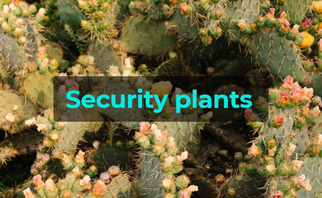 Security Plants for a Safer Home
