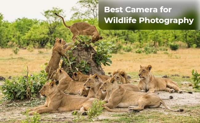 best camera for wildlife photography