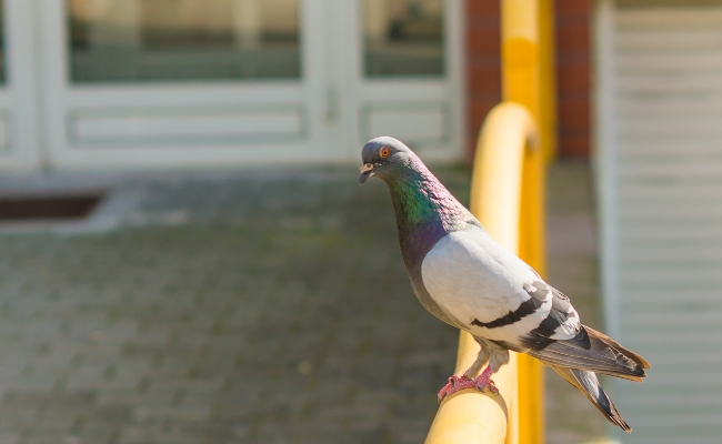 How To Keep Birds Off Porch