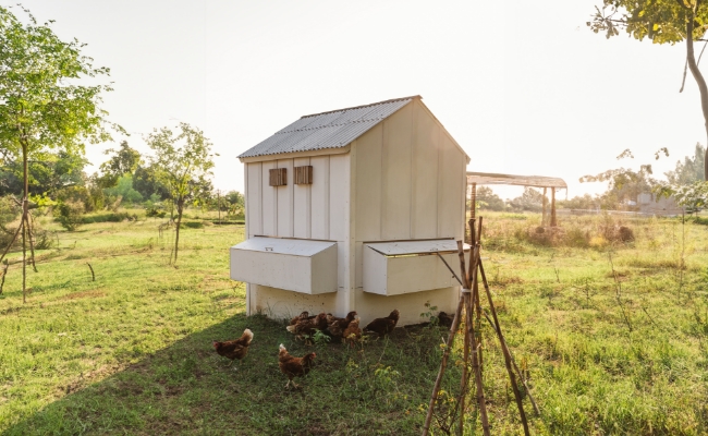 Chicken Coop Camera