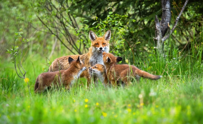 Wild Game Trail Cameras